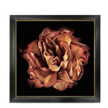 Miranda Photography 04 Medium Wall Decors 