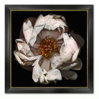 Miranda Flower Photography 03 Large Wall Decors 