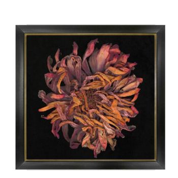 Miranda Flower Photography 08 Medium Wall Decors 