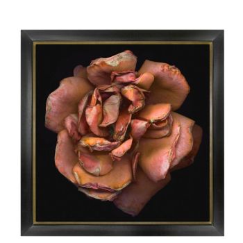 Miranda Flower Photography 06 Medium  