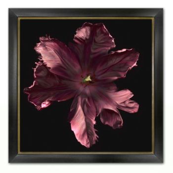 Miranda Flower Photography 07 Wall Decors 