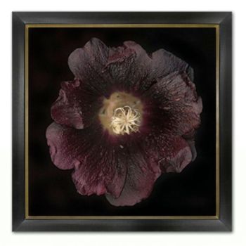 Miranda Flower Photography 09 Wall Decors 